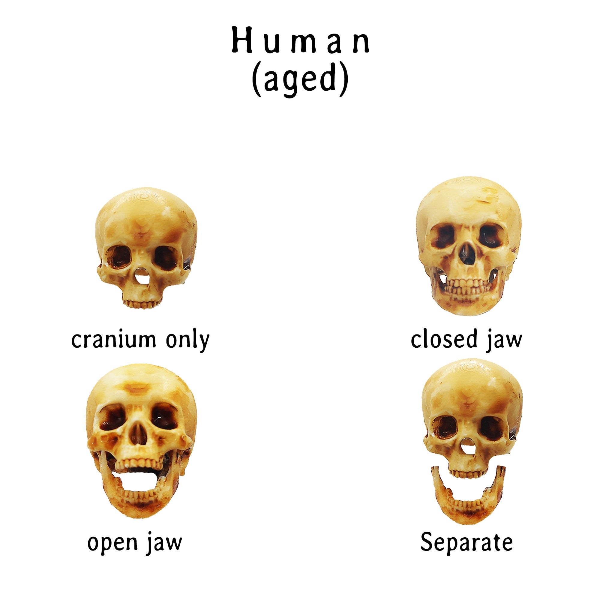 Human Skull with bottom jaw, for 12 inch scale dolls, playhouse, scale dioramas, horror scenes, terrariums. 1:6 scale skull (1 skull)