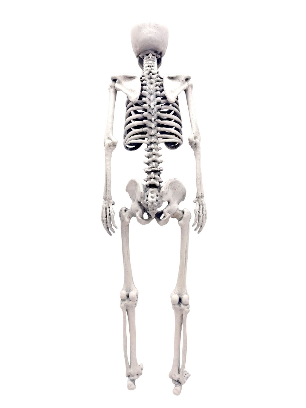 Human Skeleton Miniature - 1:6 Scale (1 skeleton) - The Scale Grail