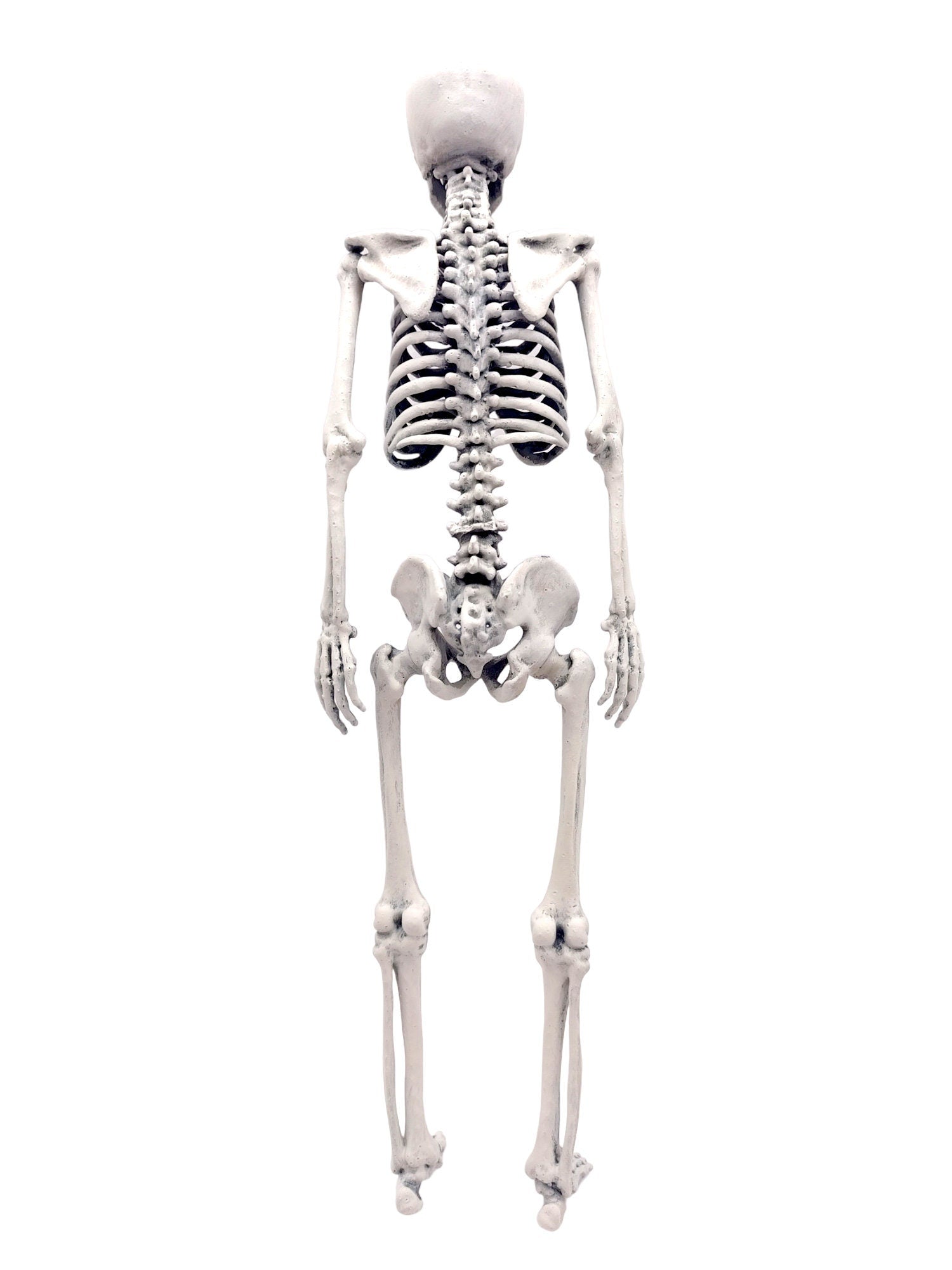 Human Skeleton Miniature - 1:6 Scale (1 skeleton) - The Scale Grail