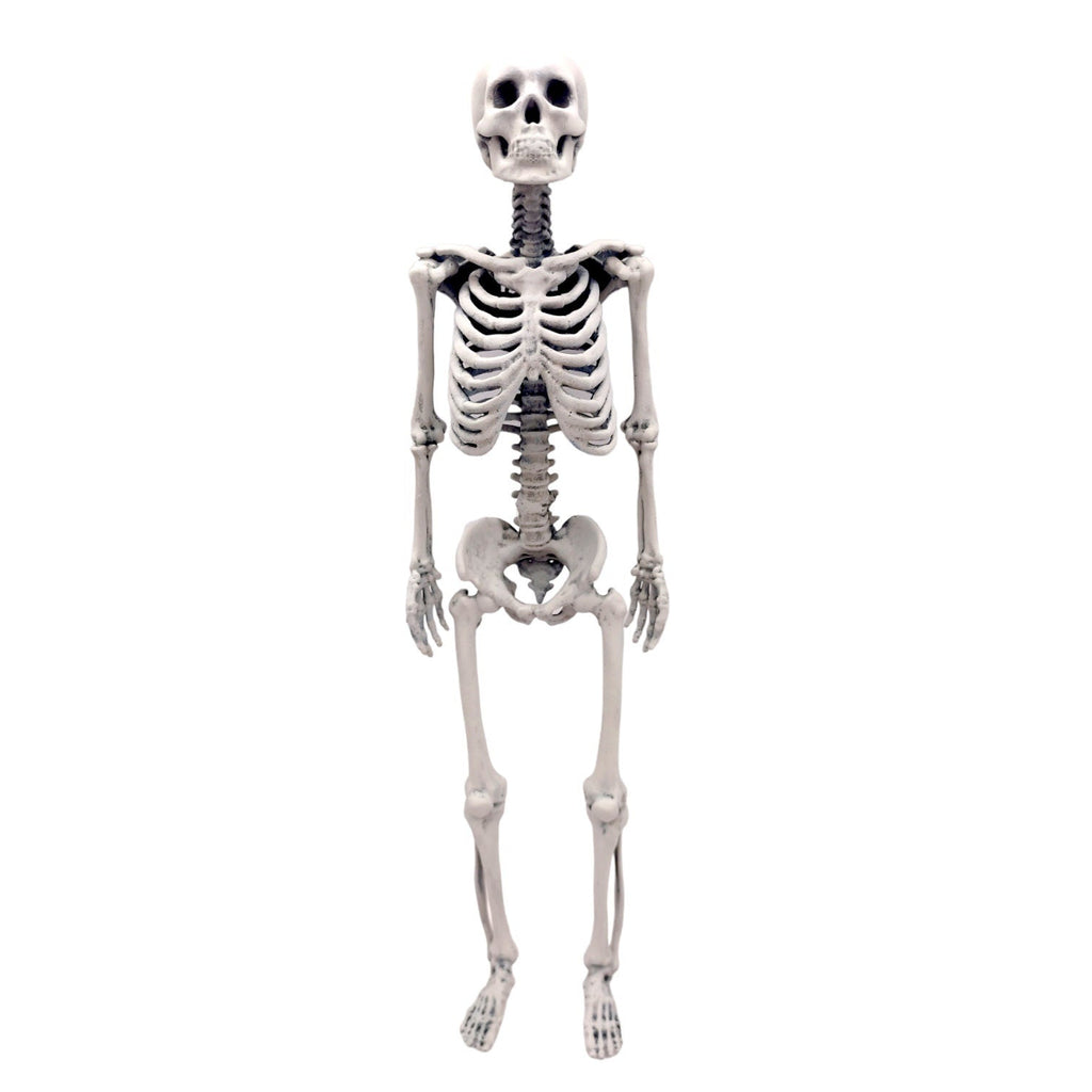 Human Skeleton Miniature - 1:6 Scale (1 skeleton) - The Scale Grail
