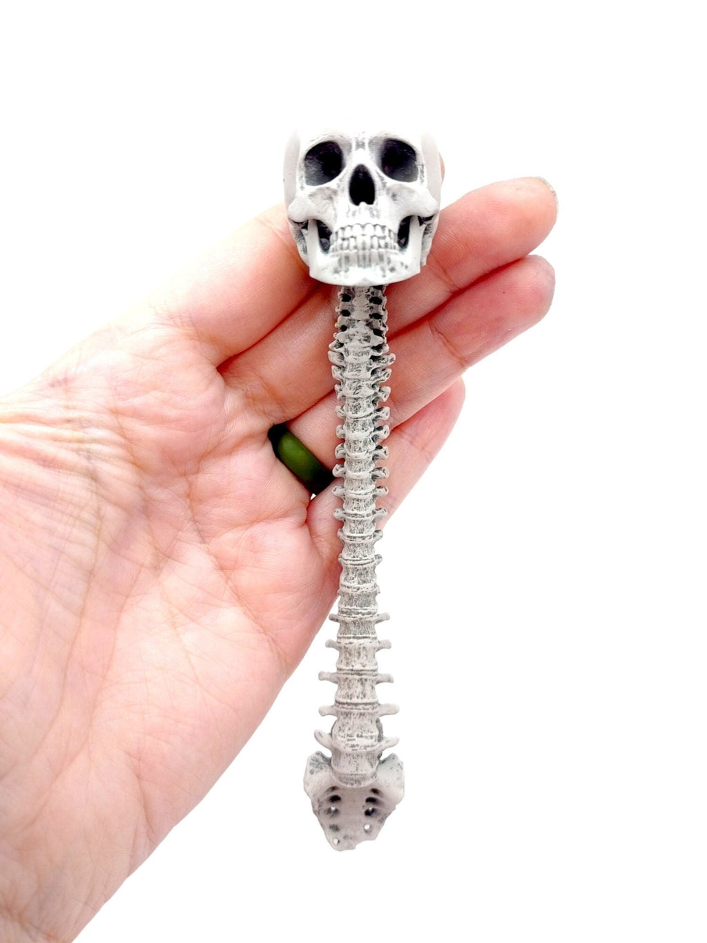 Human skull with Spine, 1:6 scale
